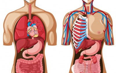 Examen de Anatomía y Fisiología N°1