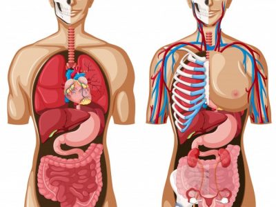 Examen de Anatomía y Fisiología N°1